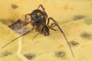 Media type: image;   Invertebrate Zoology 151528